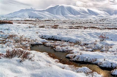 Surviving in the Cold Alaskan Tundra 